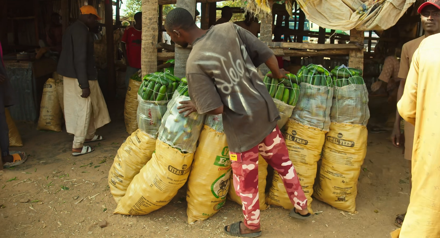 Maize Farming