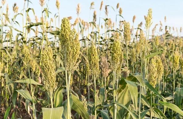 Millet & Sorghum